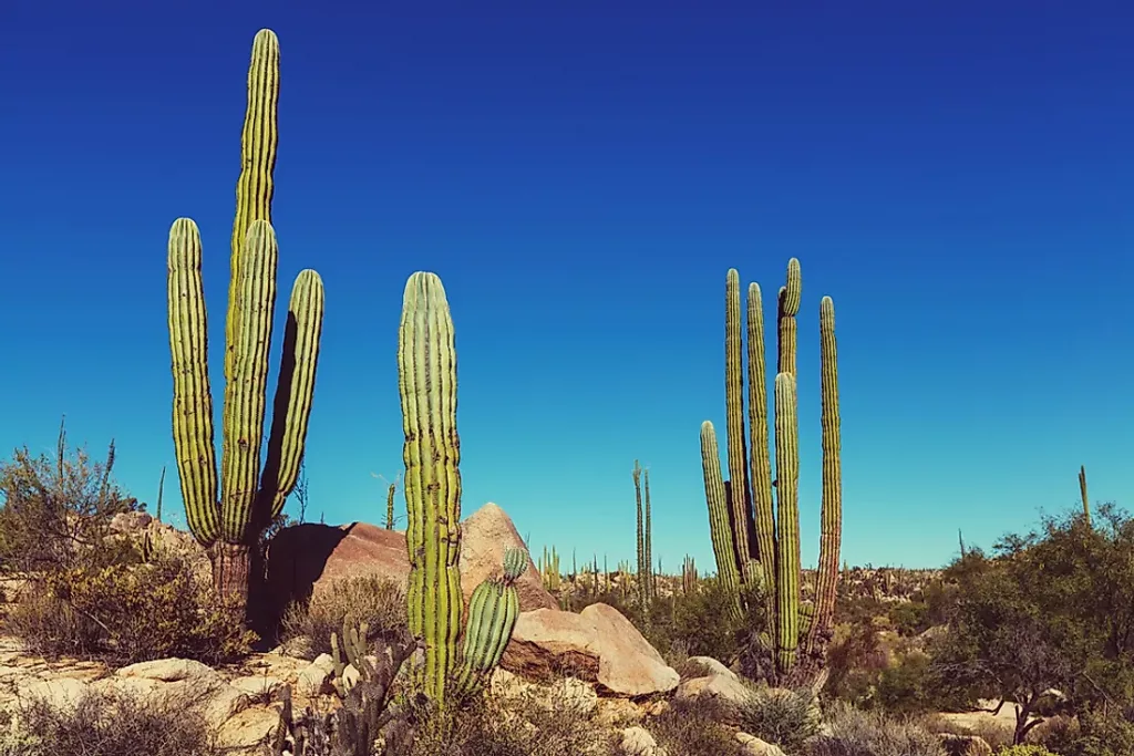 Baja california cactus mexique