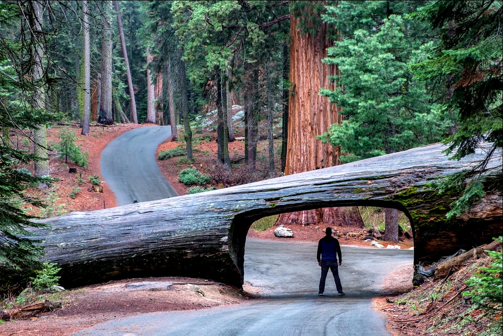 Sequoia Parc national Californie