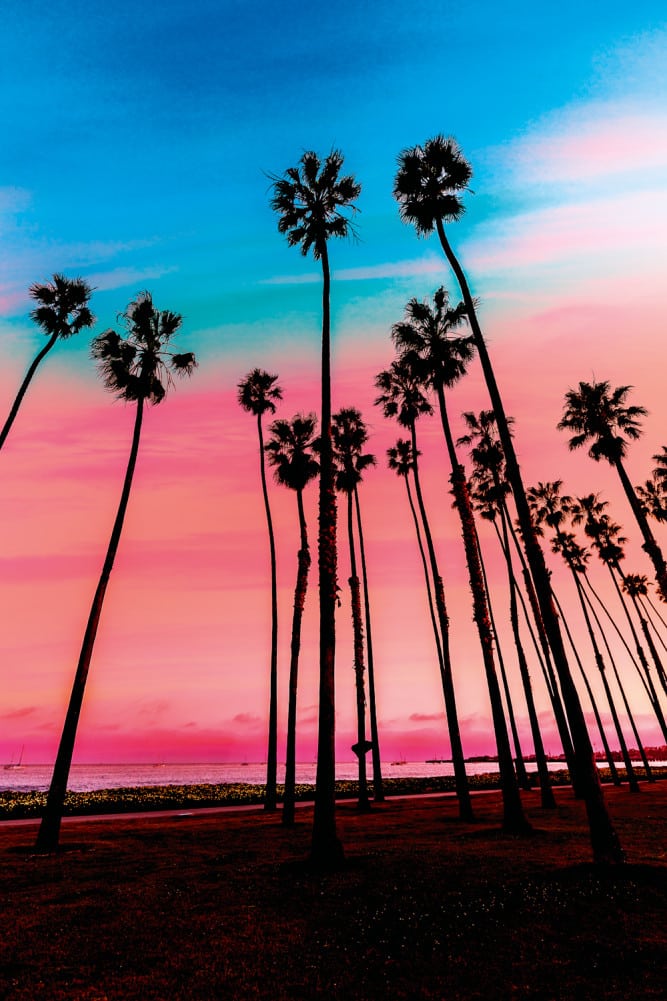 Californie plage palmier